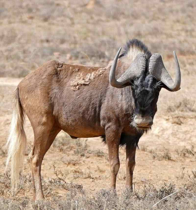 Black Wildebeest, Frans Indongo Lodge, Namibia