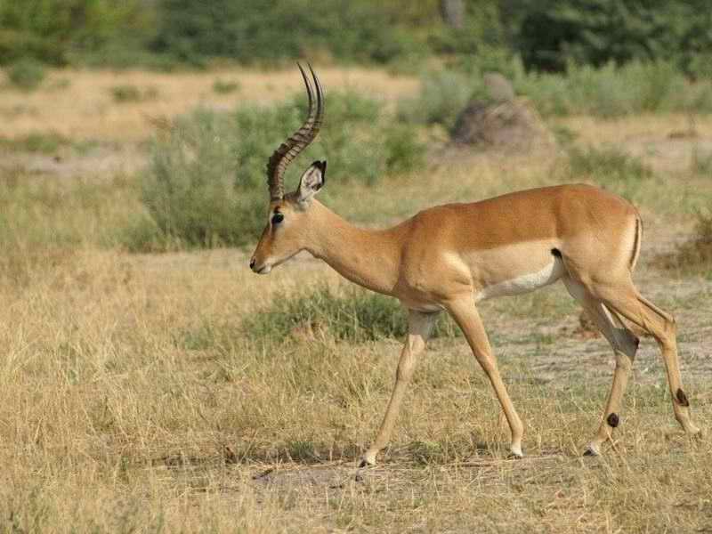 Impala, Frans Indongo Lodge, Namibia